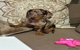 Teckel Miniatura perros en venta: Teckel miniatura TODA ESPAÑA  - Imagen 1