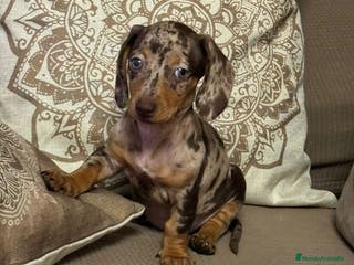 Teckel Miniatura perros Teckel miniatura TODA ESPAÑA - Anuncio 24