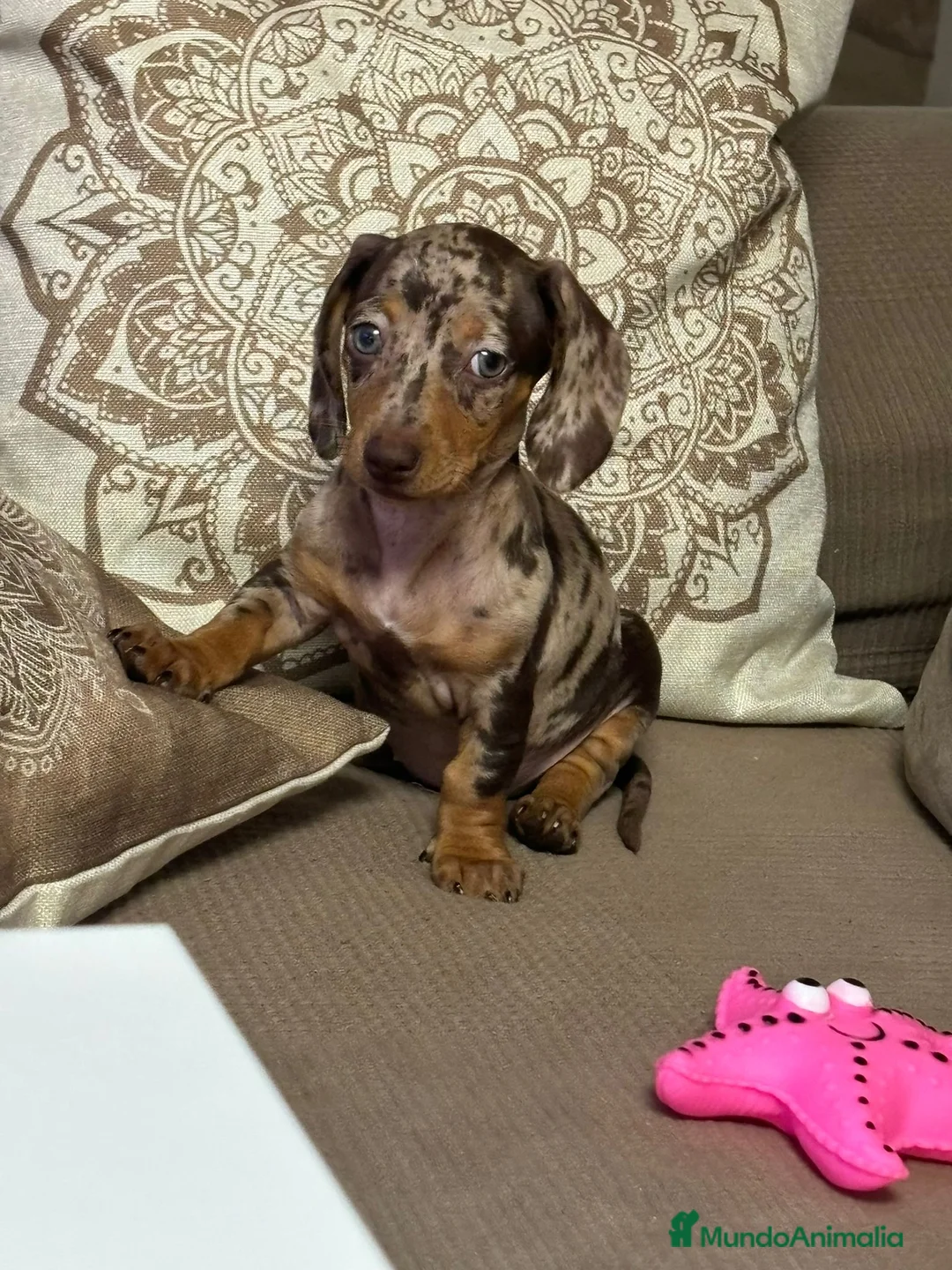 Teckel Miniatura perros en venta: Teckel miniatura TODA ESPAÑA  - Anuncio 1