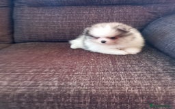 Pomerania perros en venta: Pomerania de Lulú - Imagen 2