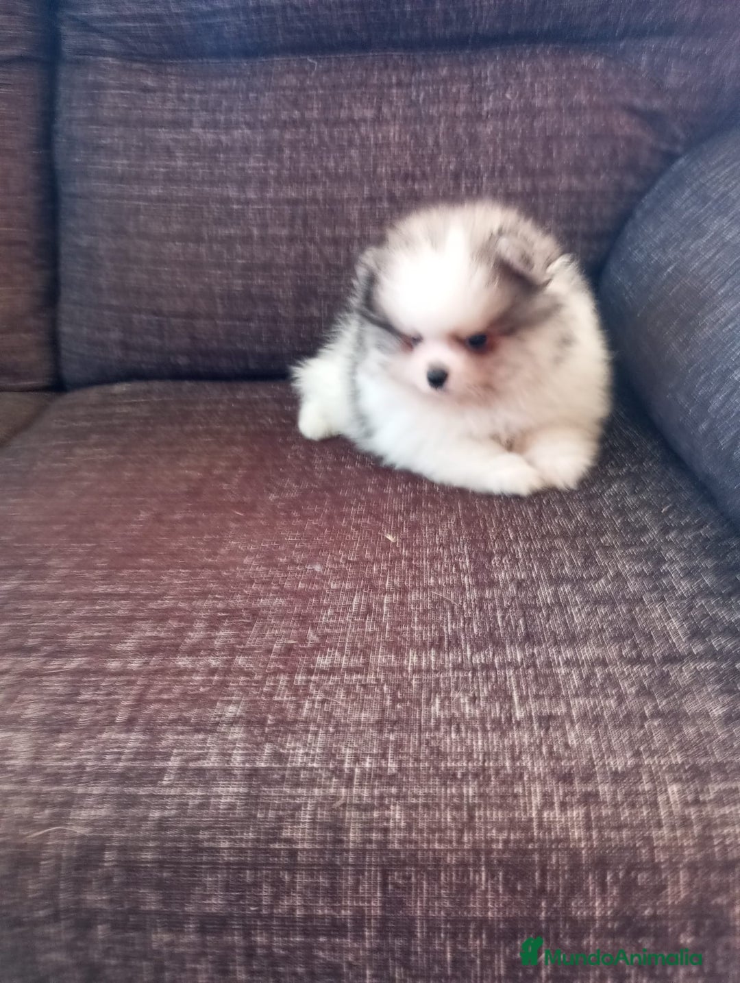 Pomerania perros en venta: Pomerania de Lulú - Imagen 2