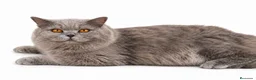 Británico de Pelo Corto gatos en venta: British short hair blue y lilac - Anuncio 1