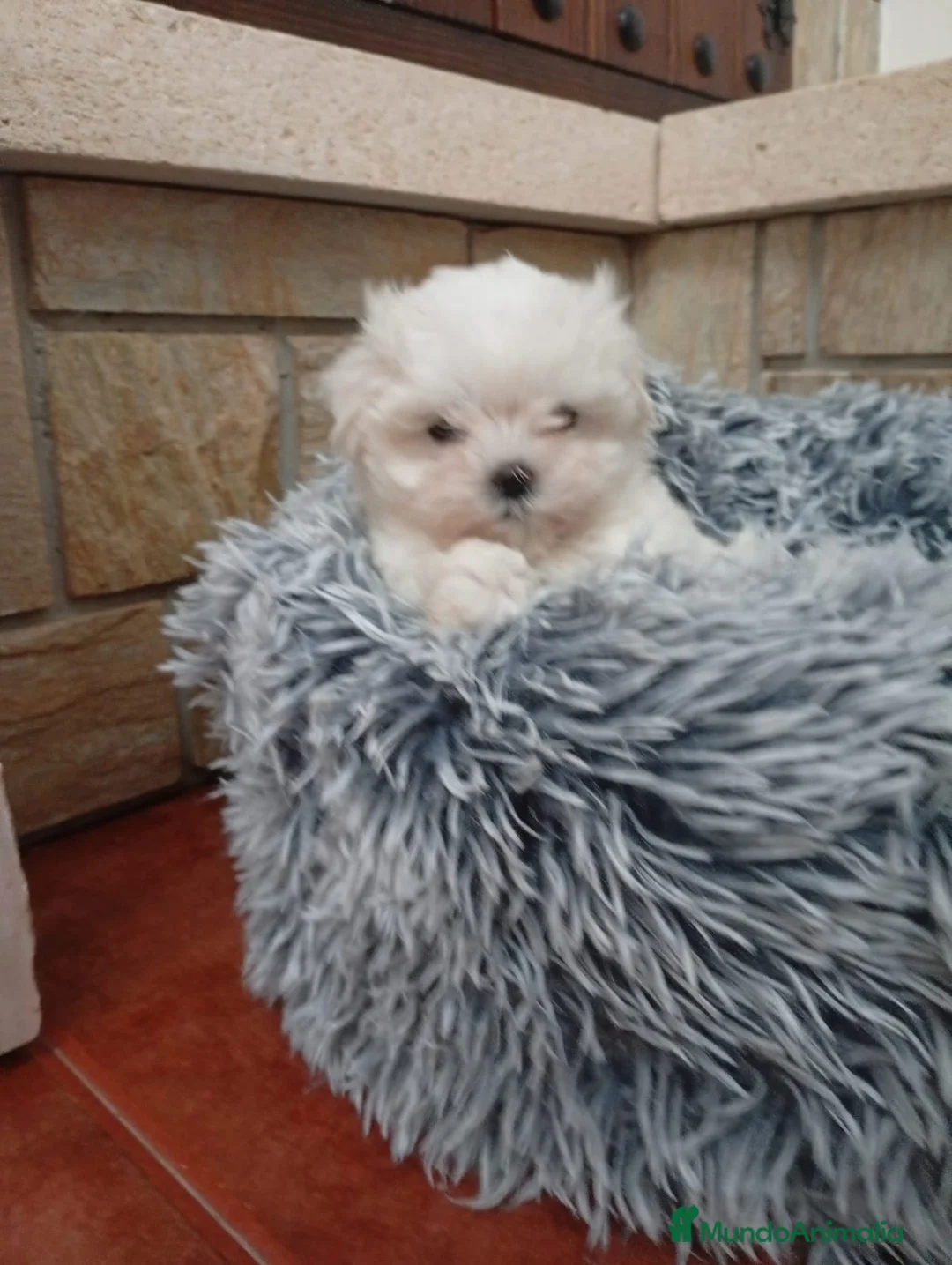 Bichón Maltés perros en venta: Bichón maltés - Anuncio 7