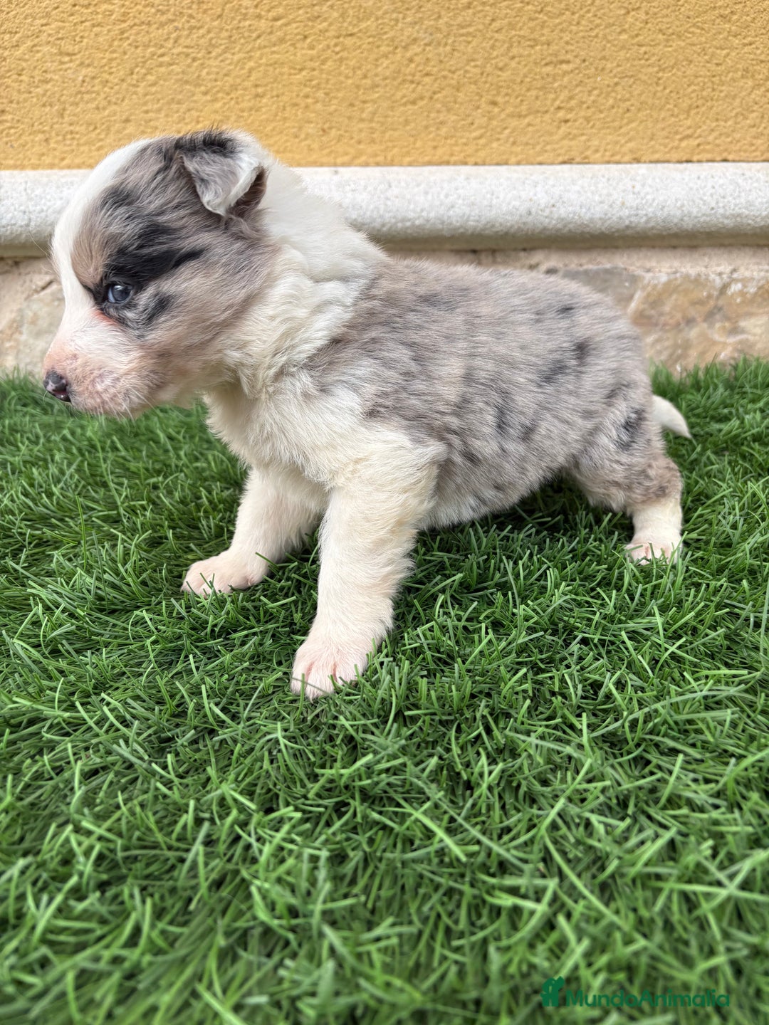 Border Collie perros en venta: Border Collie macho Merle precioso - Anuncio 8