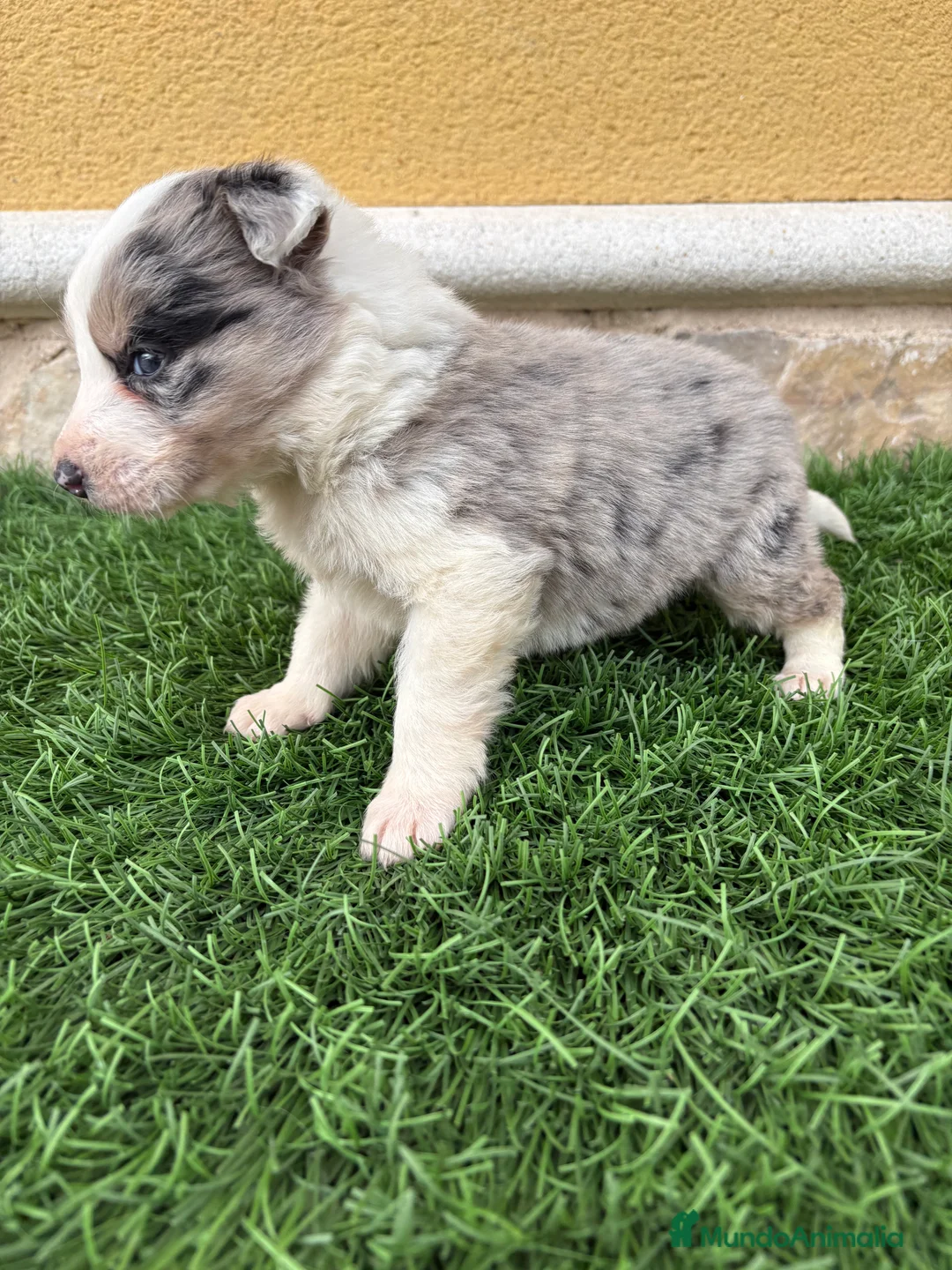 Border Collie perros en venta: Border Collie macho Merle precioso - Anuncio 8