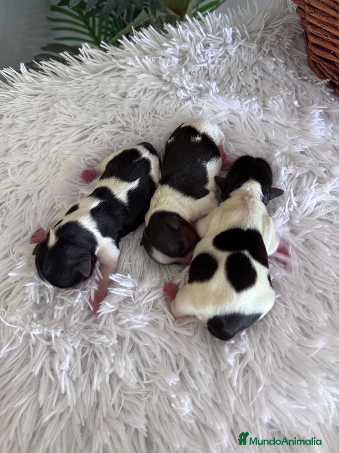 Yorkshire Terrier perros en venta: YORKSHIRE BIEWER HEMBRAS  - Imagen 1