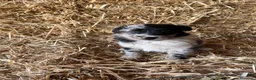 Border Collie perros en venta: Cachorros de Border collie  - Anuncio 1