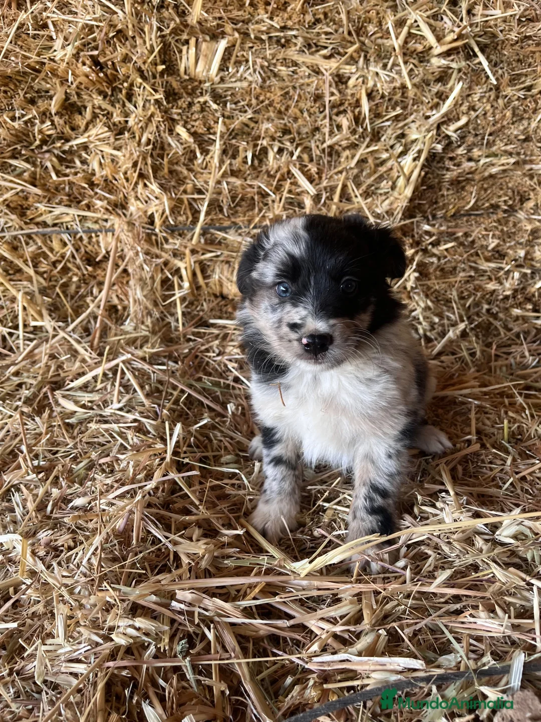 Border Collie perros en venta: Cachorros de Border collie  - Anuncio 1