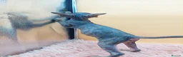 Sphynx gatos en venta: Preciosa Hembrita tabby  - Anuncio 3