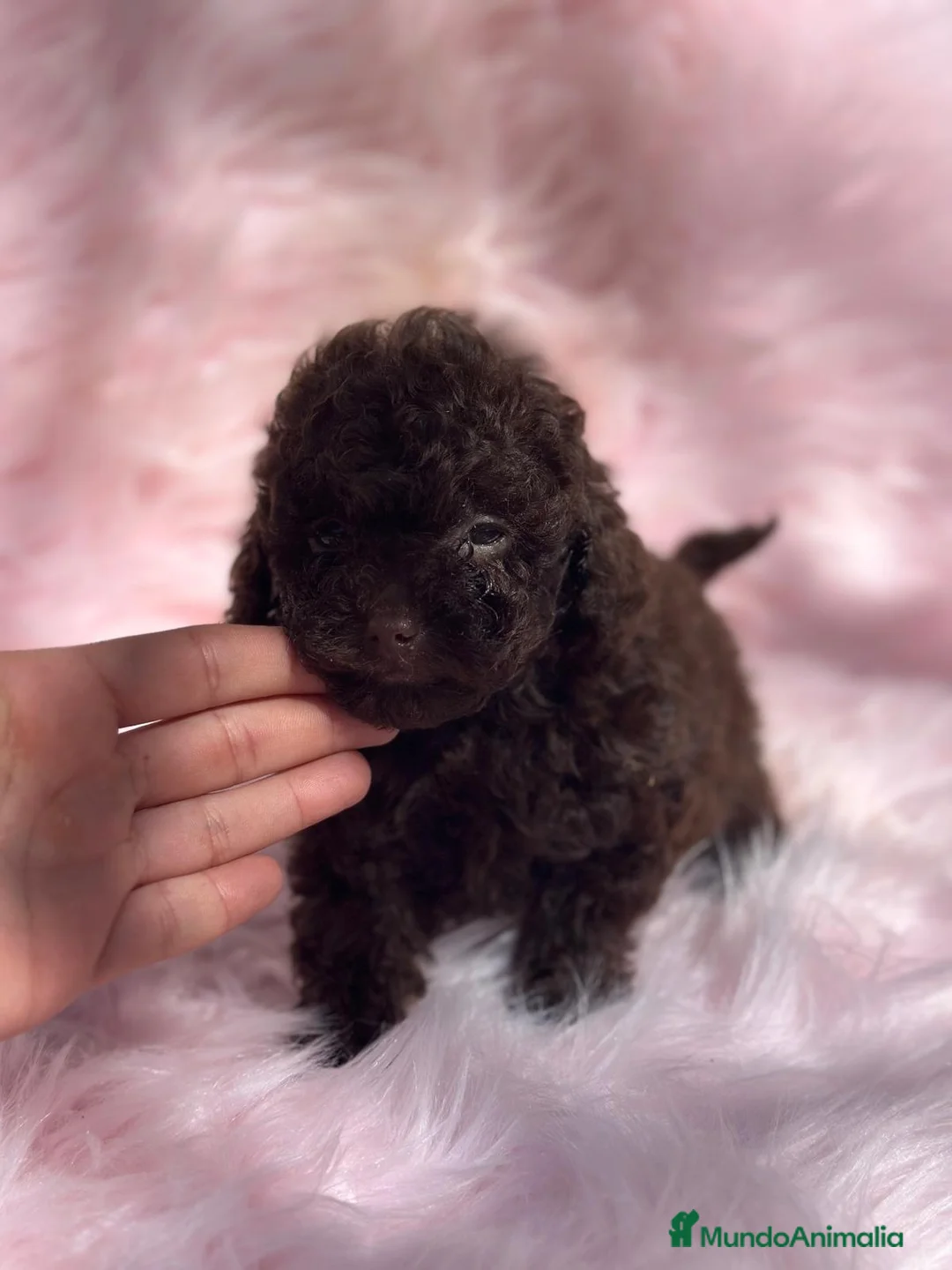 Caniche Toy perros en venta: Caniche chocolate hembra  en Barcelona - Anuncio 2