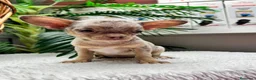 Chihuahua perros en venta: CHIHUAHUA MERLE HEMBRA - Anuncio 8