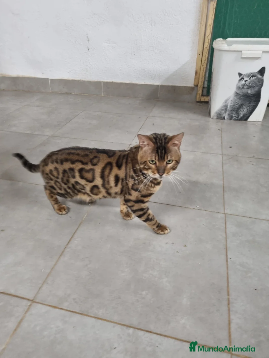 Bengalí gatos en venta: BENGALIS CAMADA MUCHA CALIDAD - Anuncio 1