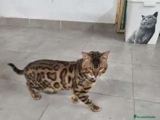 Bengalí gatos BENGALIS CAMADA MUCHA CALIDAD - Anuncio 1