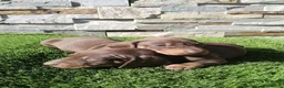 Teckel Miniatura perros en venta: Cachorros de Teckel miniatura  - Anuncio 3