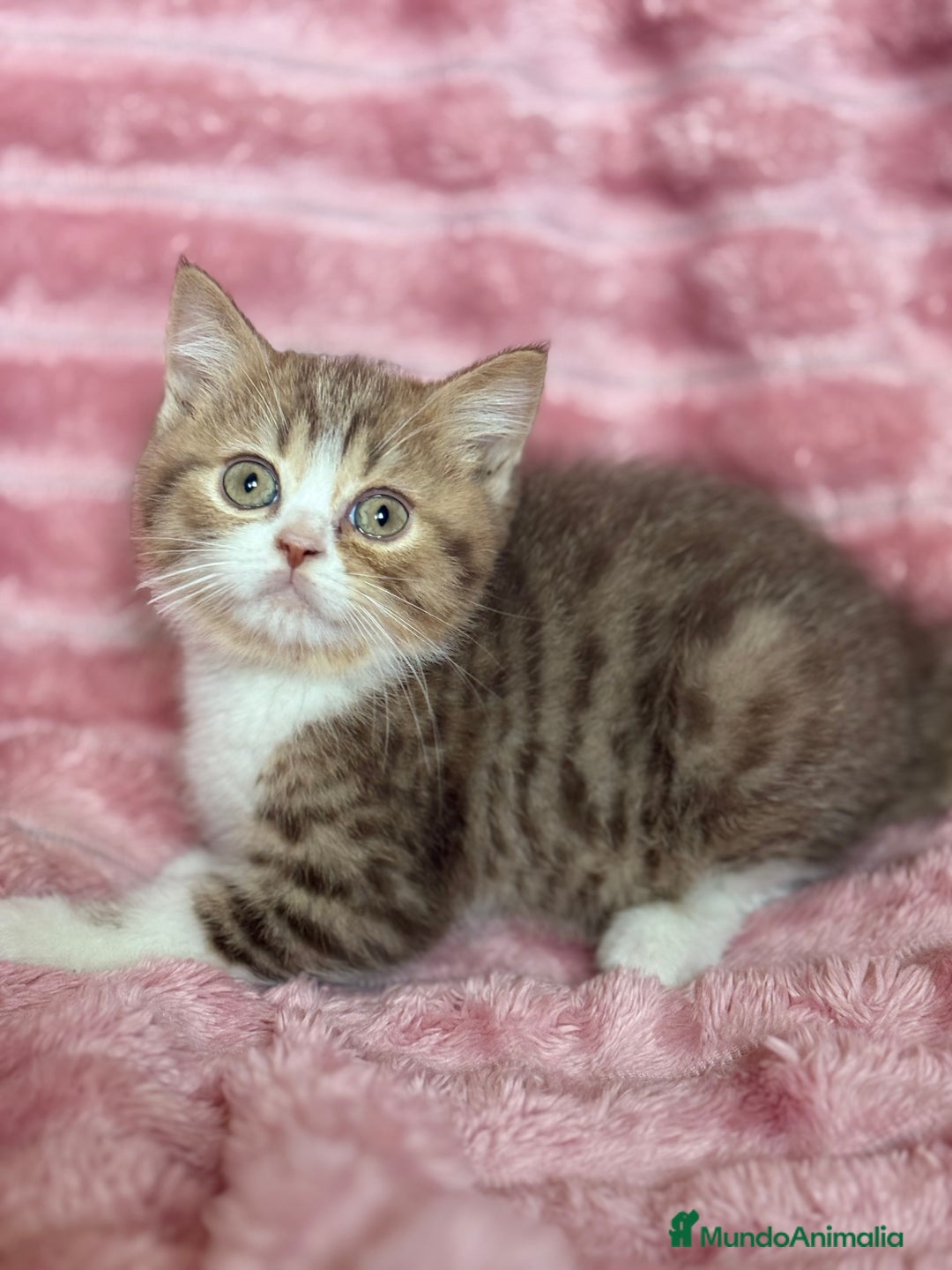 Británico de Pelo Corto gatos en venta: Precioso machito bicolor chocolate  - Imagen 1