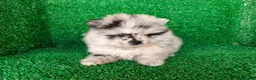 Pomerania perros en venta: pomerania - Anuncio 11
