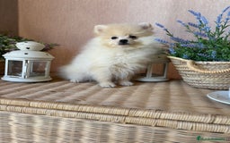 Pomerania perros en venta: Pomerania Macho con todas las vacunas!! - Anuncio 10