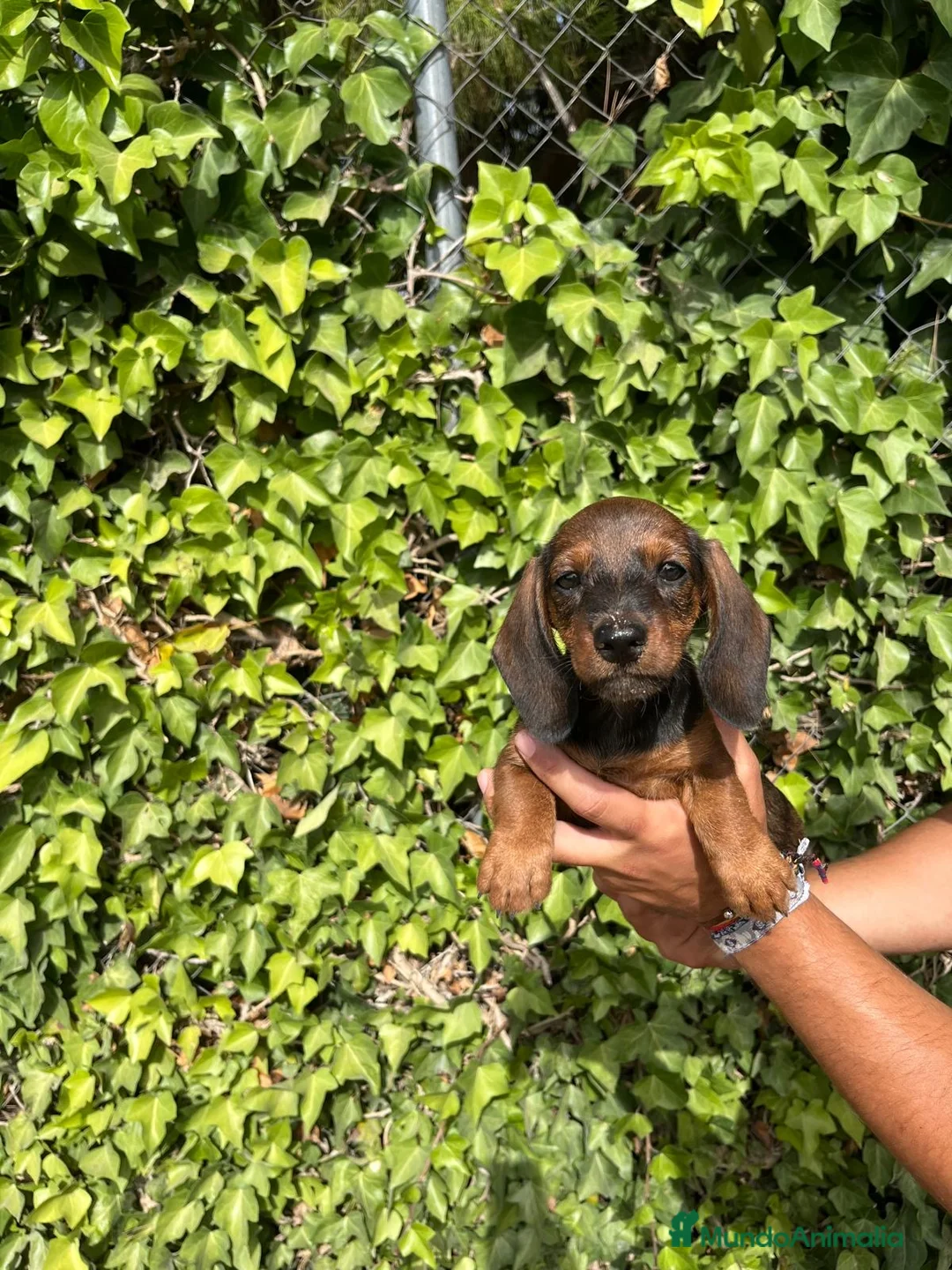 Teckel Miniatura perros en venta: Cachorros de teckel - Anuncio 4