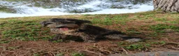 Perro de Agua Español perros en venta: PERRO DE AGUA ESPAÑOL - Anuncio 13