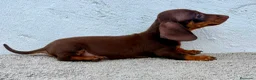 Teckel Miniatura perros en venta: Teckel chocolate kaninchen  - Anuncio 8
