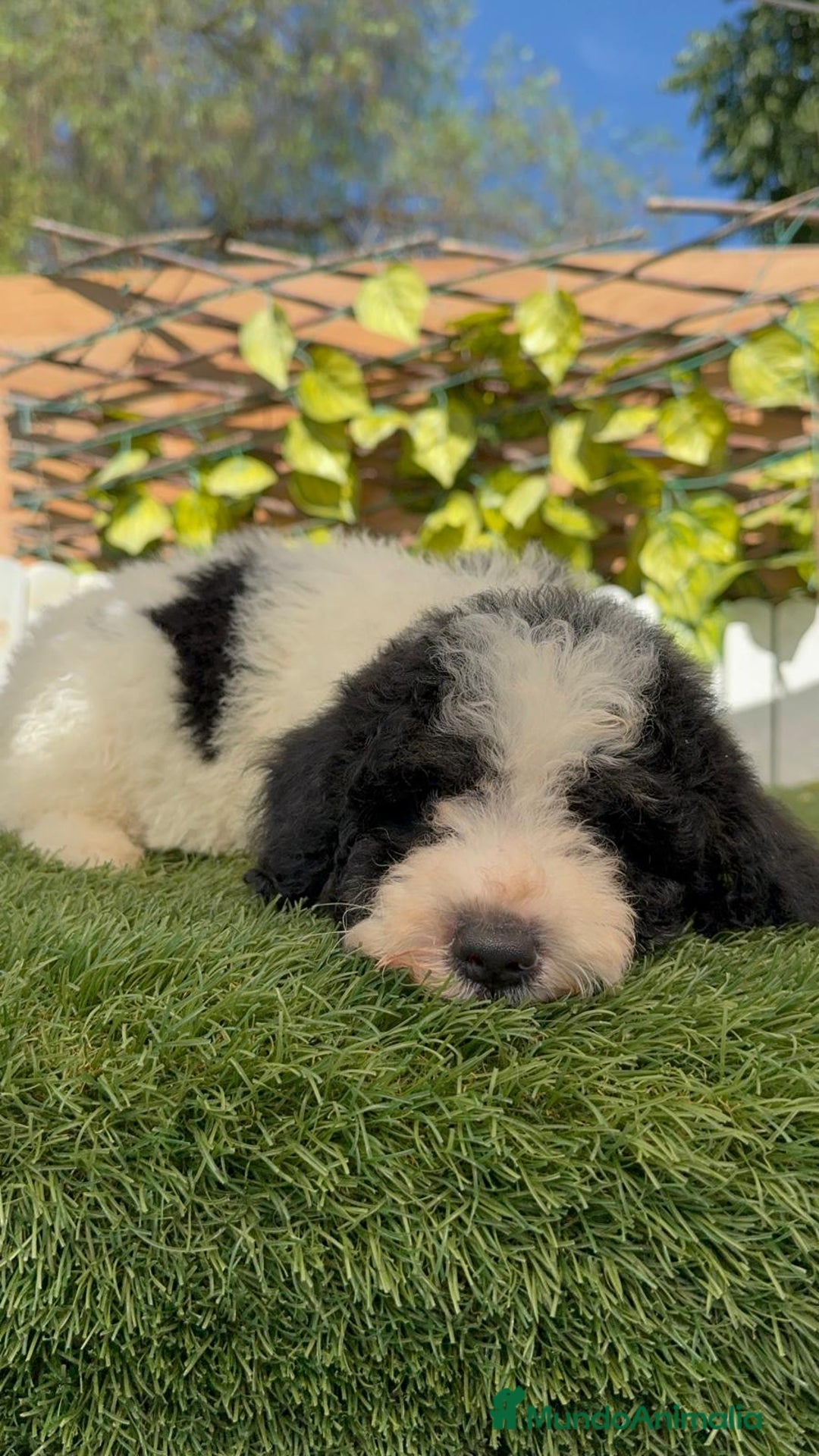 Perro de Agua Español perros en venta: PERRO DE AGUA MACHO - Imagen 17