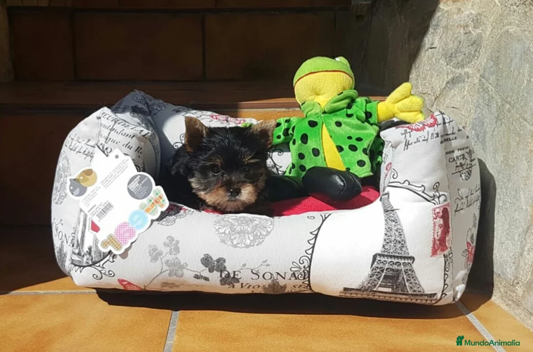 Yorkshire Terrier perros en venta: Yorkshire  en Barcelona - Anuncio 4