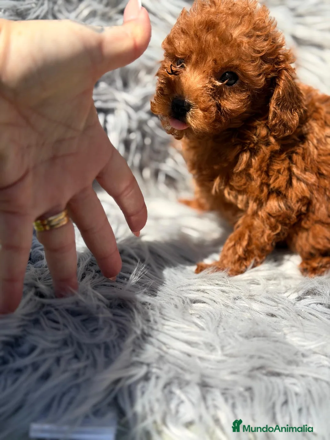 Caniche Toy perros en venta: CANICHE TOY ROJO INTENSO - Anuncio 7