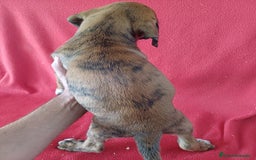 Boxer perros en venta: Boxer - Imagen 2