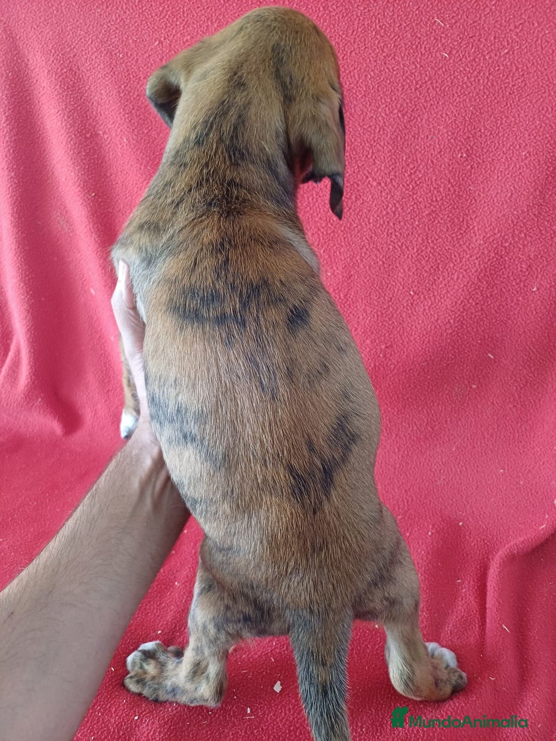 Boxer perros en venta: Boxer - Imagen 2