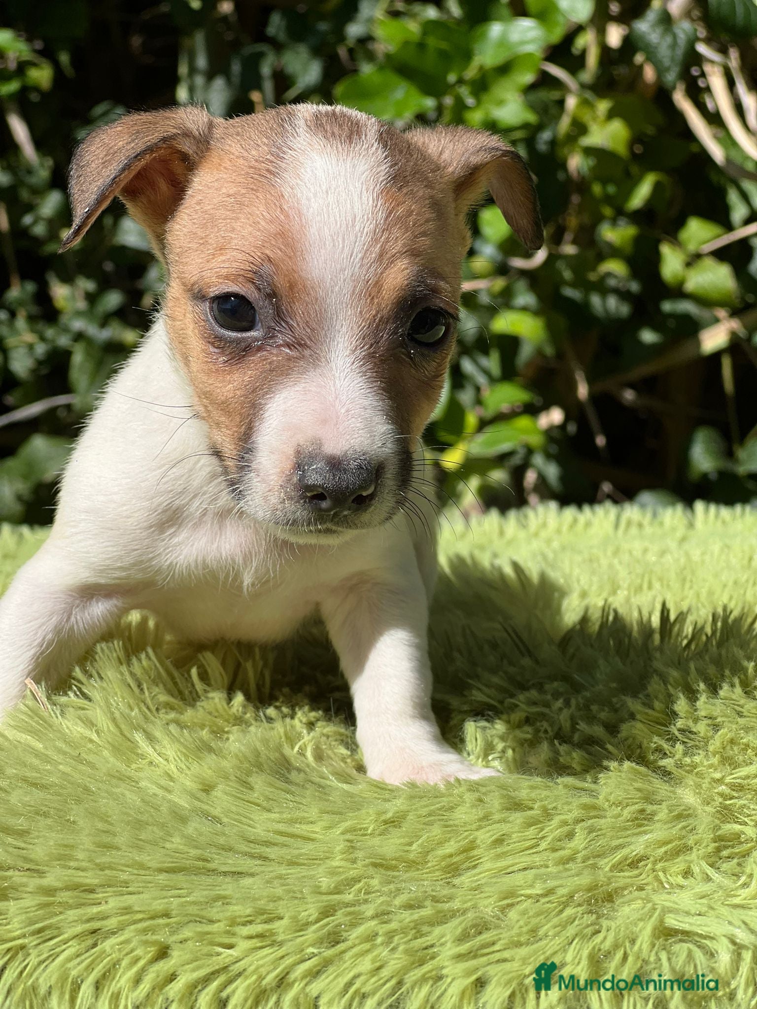 Jack Russell Terrier perros Jack russell bicolor - Anuncio 20