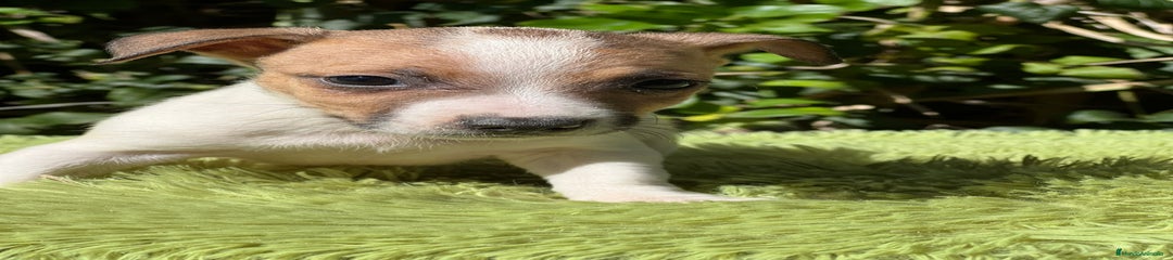 Jack Russell Terrier Cachorro 1