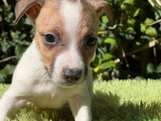Jack Russell Terrier perros Jack russell bicolor - Anuncio 6