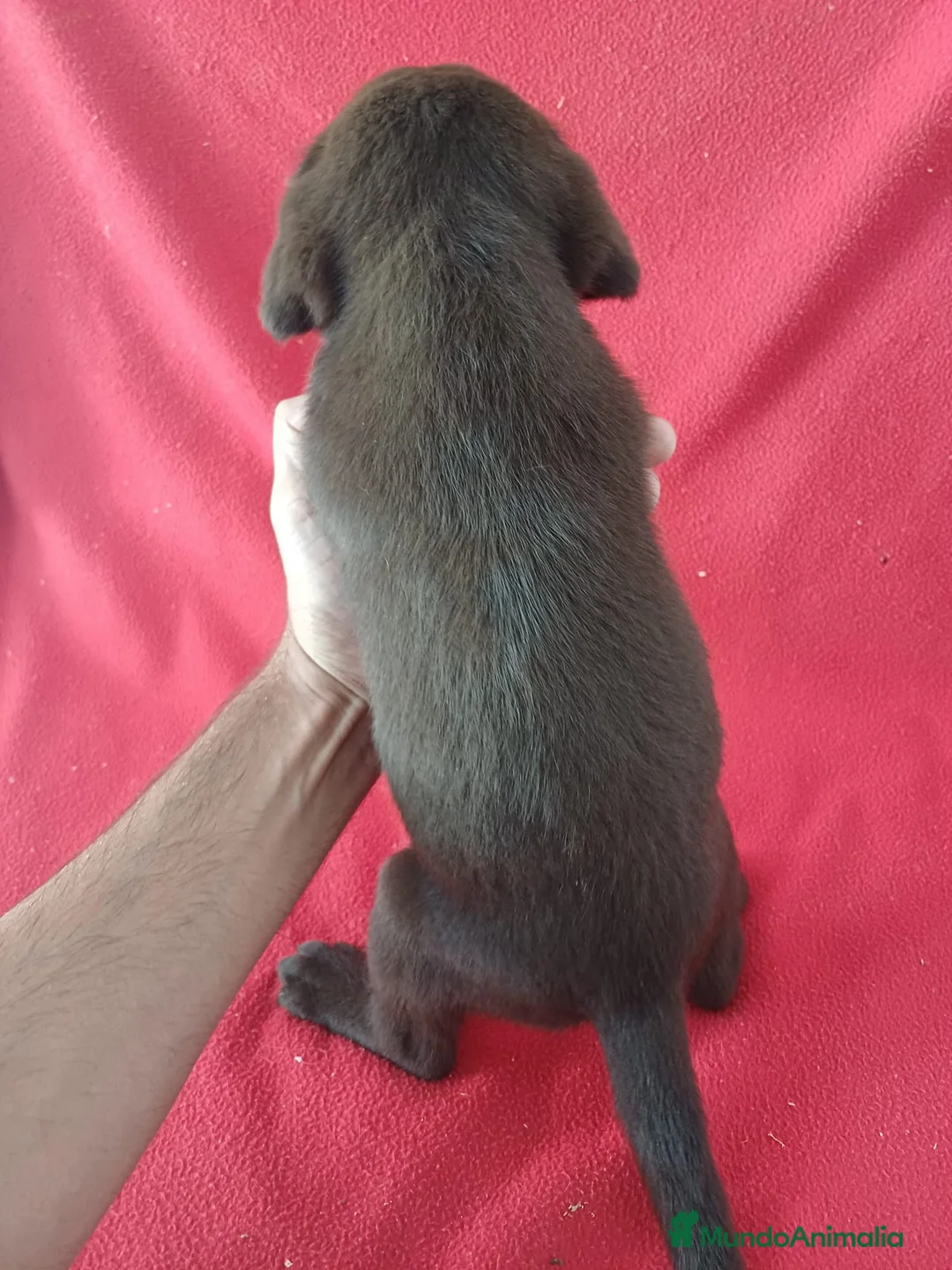 Labrador Retriever perros en venta: Labrador Retriever Chocolate  - Anuncio 3