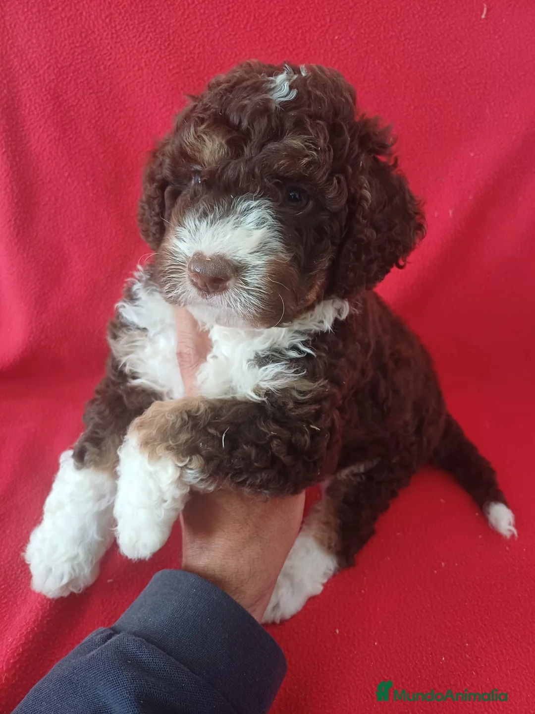 Perro de Agua Español perros en venta: Perro de Agua Español Bicolor  - Anuncio 2