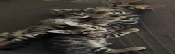 Bengalí gatos en venta: Preciosos gatitos bengali  - Anuncio 4