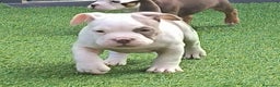 American Bully perros en venta: American bully pocket  - Anuncio 2