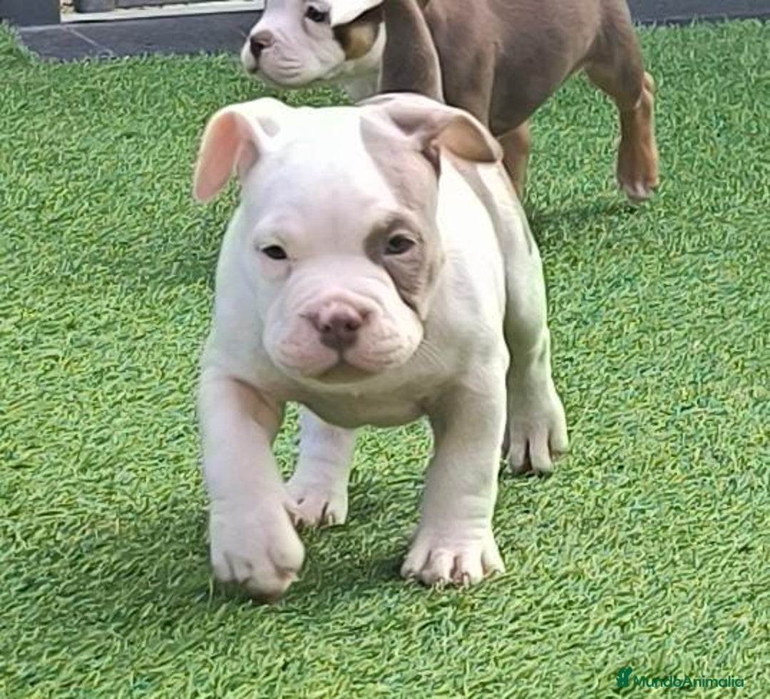 American Bully perros en venta: American bully pocket  - Anuncio 2