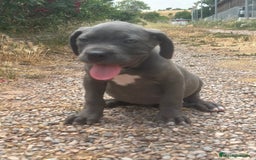 Cane Corso perros en venta: CANE CORSO - Imagen 4