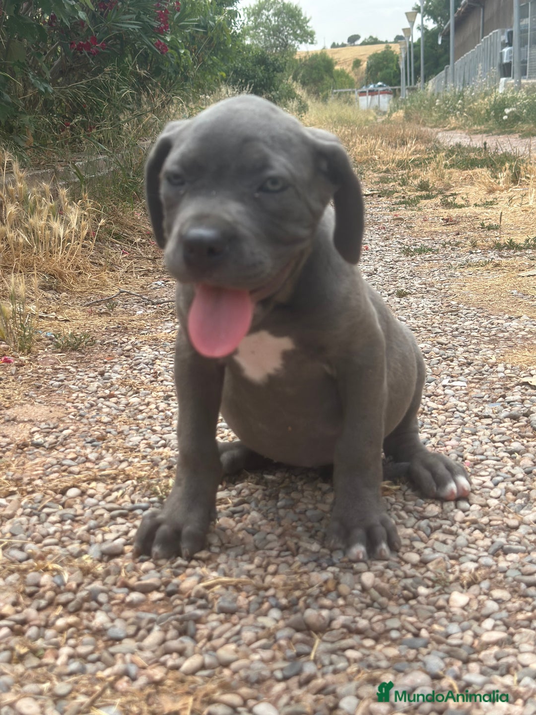 Cane Corso perros en venta: CANE CORSO - Imagen 4