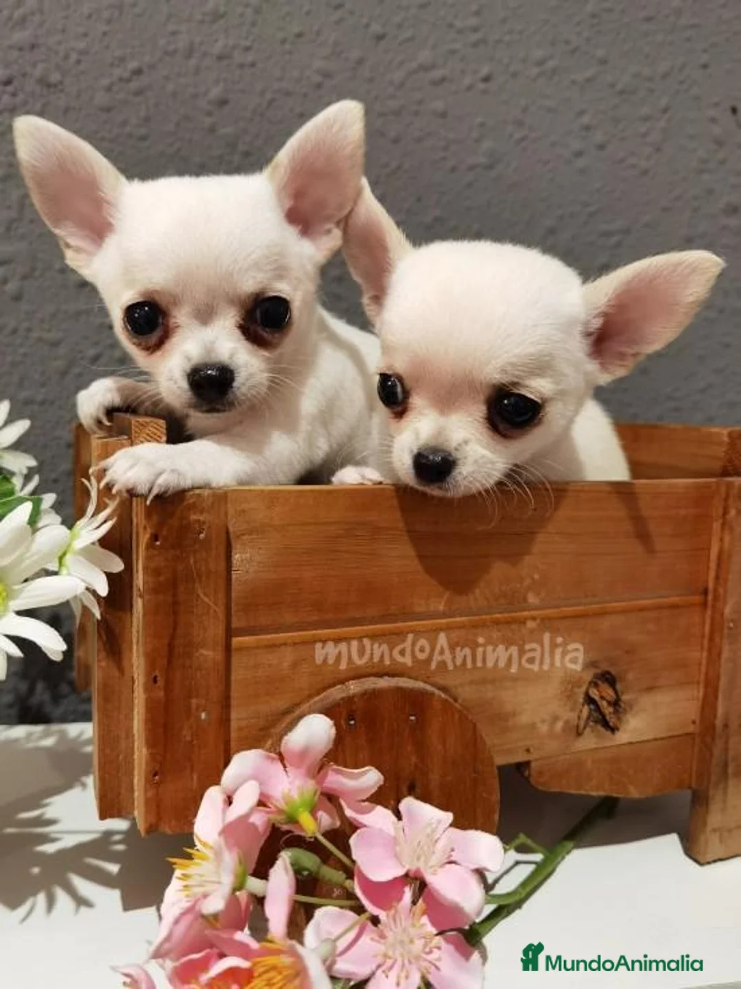 Imagen de galería {{count}}