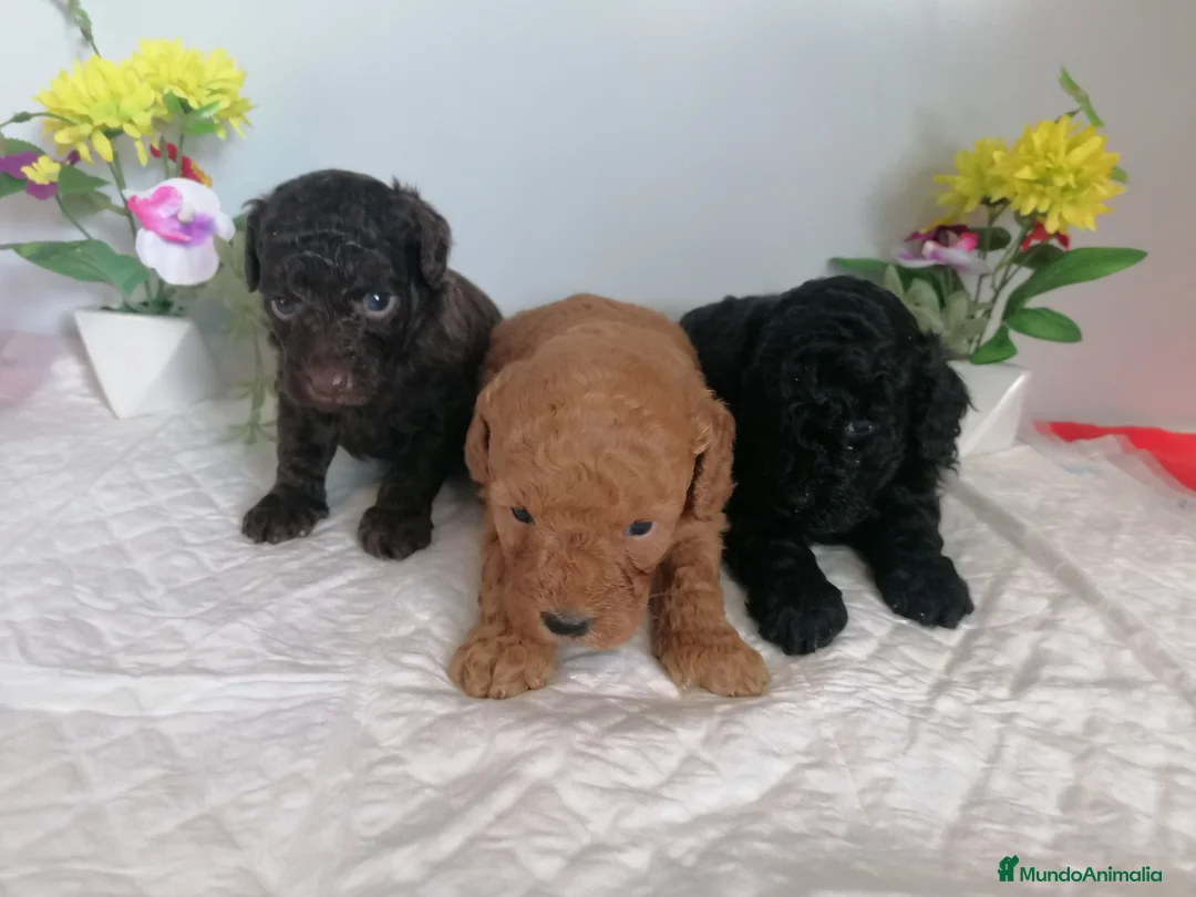 Raza Mixta perros en venta: Preciosa camada de caniches  - Anuncio 1