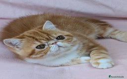 Exótico de Pelo Corto gatos en venta: Exótica Bicolor Roja - Imagen 3