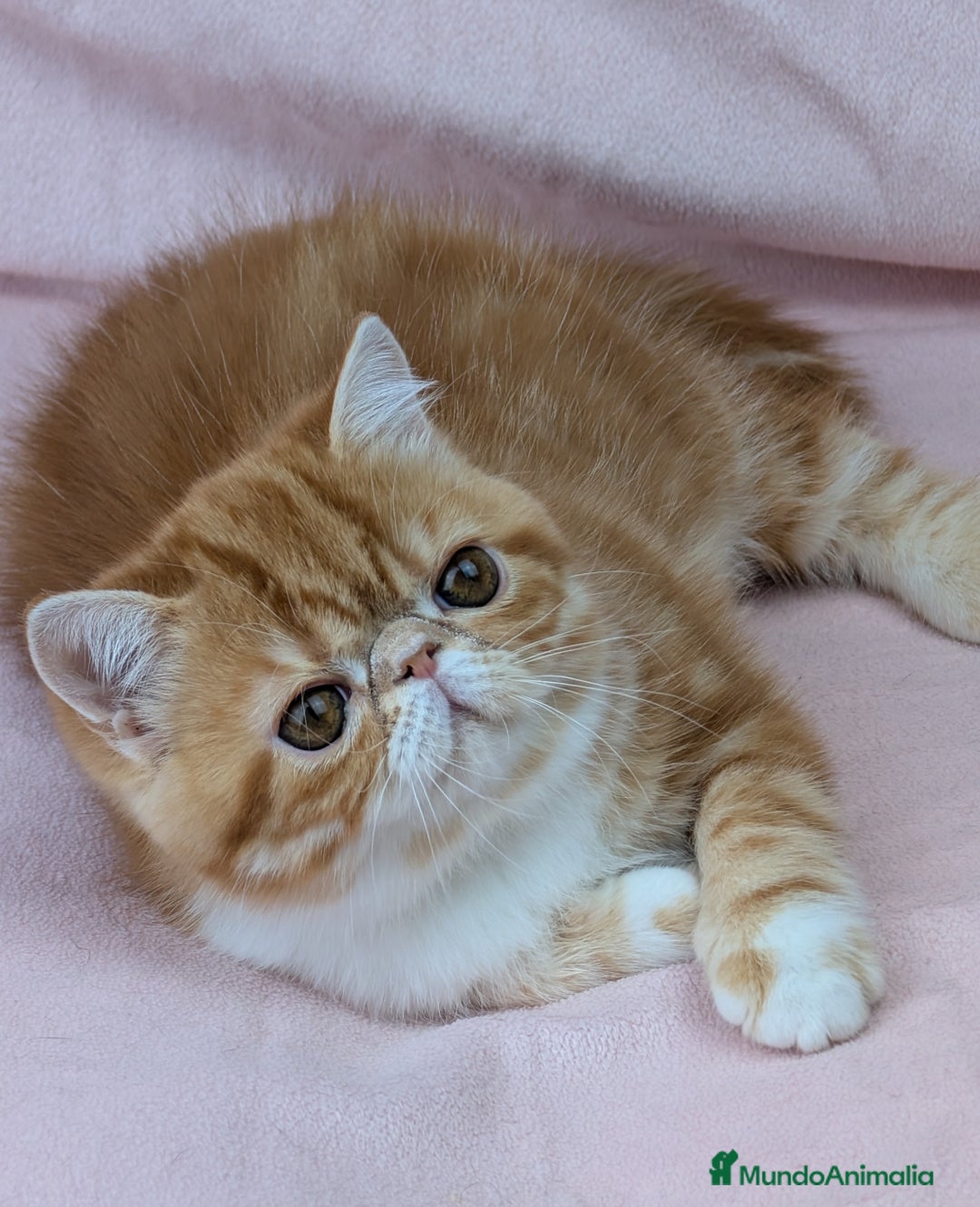 Exótico de Pelo Corto gatos en venta: Exótica Bicolor Roja - Imagen 3