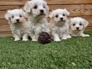 Bichón Maltés perros en Barcelona - Anuncio 34