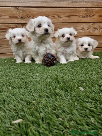Bichón Maltés perros en Barcelona - Anuncio 1