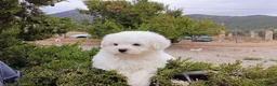 Bichón Maltés perros en venta: OFERTA MACHITOS BICHON MALTES DESDE 500€ - Anuncio 2