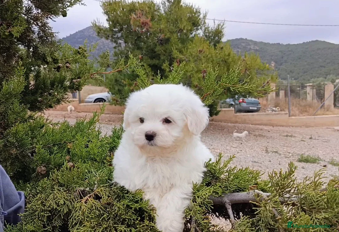 Bichón Maltés perros en venta: OFERTA MACHITOS BICHON MALTES DESDE 500€ - Anuncio 2