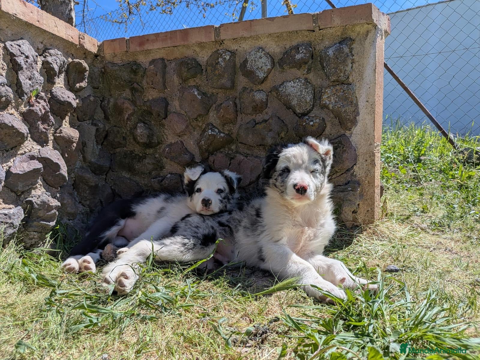 Border Collie perros Border collie merle - Anuncio 1