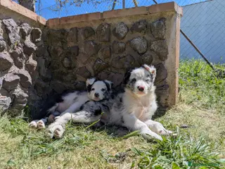 Border Collie perros Border collie merle - Anuncio 1