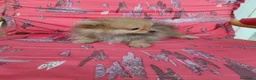 Pomerania perros en venta: Pomerania Toy - Anuncio 3